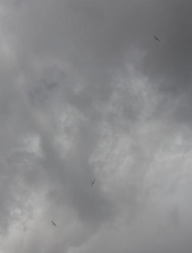 hngc61 936 20160728 1076190920